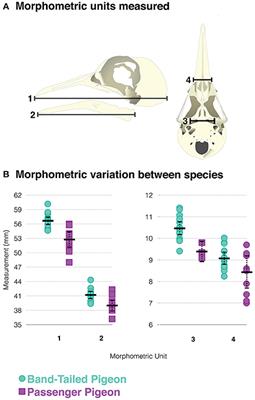 Experimental Investigation of the Dietary Ecology of the Extinct Passenger Pigeon, Ectopistes migratorius